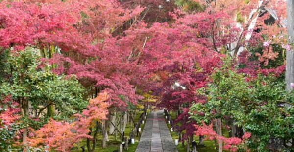 鹿王院・参道の紅葉 2018年11月29日 撮影:MKタクシー