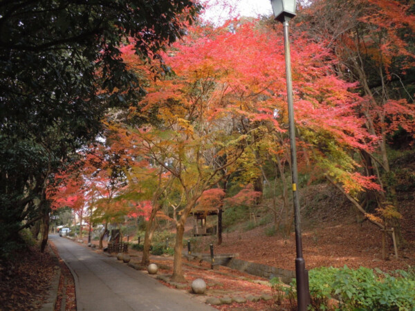 さわらびの道の紅葉　散りはじめ　2010年12月19日　撮影：MKタクシー