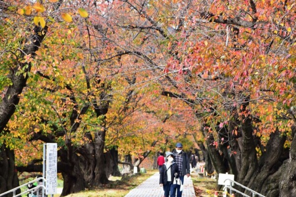 背割堤・ソメイヨシノの桜紅葉　散りはじめ　2020年11月22日　撮影：MKタクシー