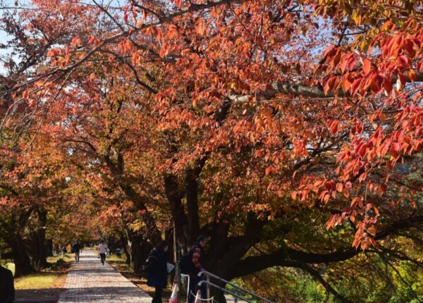 背割堤・ソメイヨシノの桜紅葉　見頃　2019年11月23日　撮影：MKタクシー
