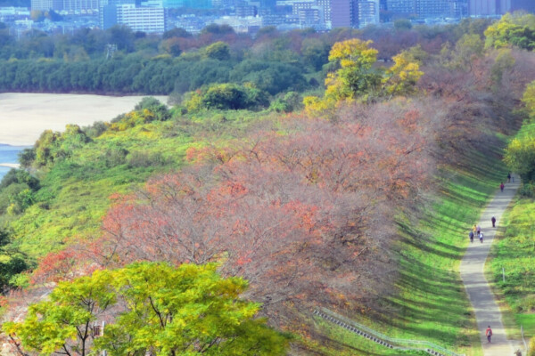 展望塔から見た背割堤・ソメイヨシノの桜紅葉　散りはじめ　2020年11月22日　撮影：MKタクシー