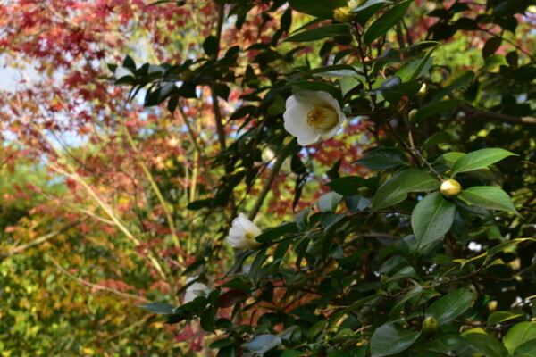 松花堂庭園の紅葉と椿　2020年11月29日　撮影：MKタクシー
