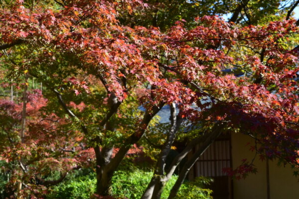 松花堂庭園・外園の紅葉　見頃　2018年11月24日　撮影：MKタクシー