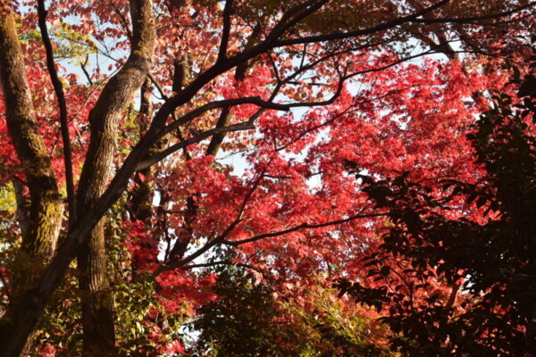 松花堂庭園・外園の紅葉　見頃　2019年11月23日　撮影：MKタクシー