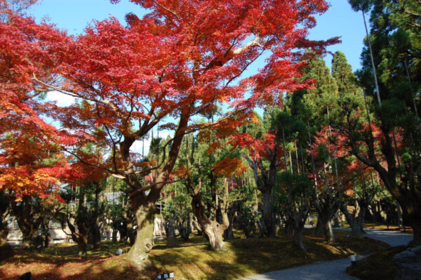 しょうざん日本庭園の紅葉 見頃 2007年12月1日 撮影:MKタクシー
