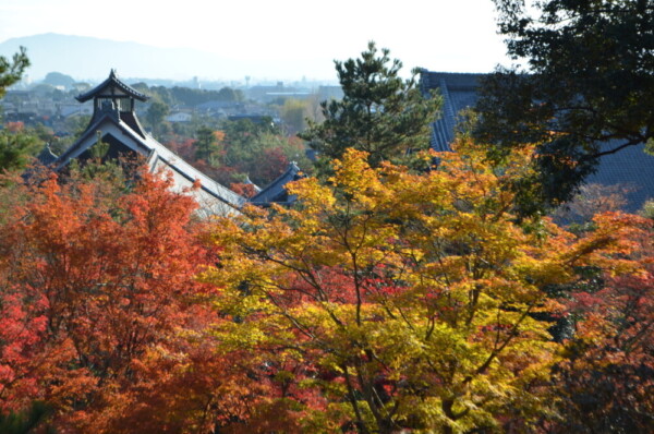 【8:23】早朝参拝での望京の丘から見た紅葉と庫裏・大方丈　2017年11月25日　撮影：MKタクシー