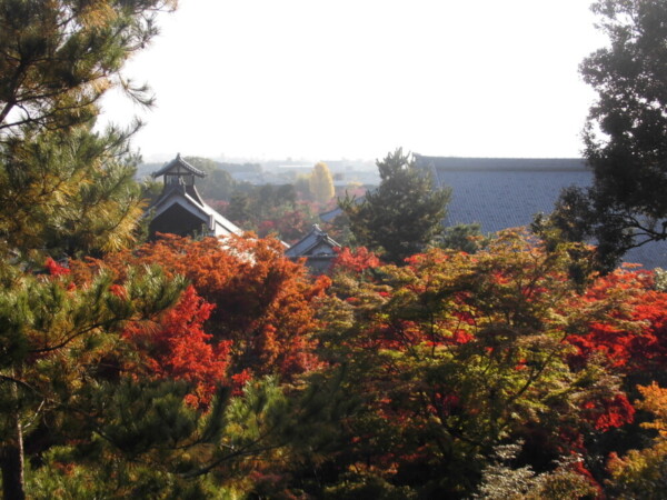 天龍寺・曹源池庭園の早朝参拝での望京の丘から見た紅葉　2016年11月13日　撮影：MKタクシー