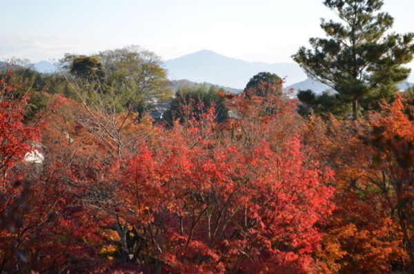 【7:52】早朝参拝で望京の丘から見た比叡山と紅葉　2017年11月25日　撮影：MKタクシー