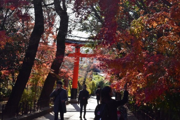 宇治上神社の紅葉　散りはじめ　2020年12月5日　撮影：MKタクシー