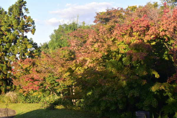 梅小路公園・朱雀の庭の紅葉　色づきはじめ　2018年10月28日　撮影：MKタクシー