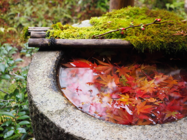柳谷観音楊谷寺の紅葉花手水 2018年12月5日 撮影:MKタクシー