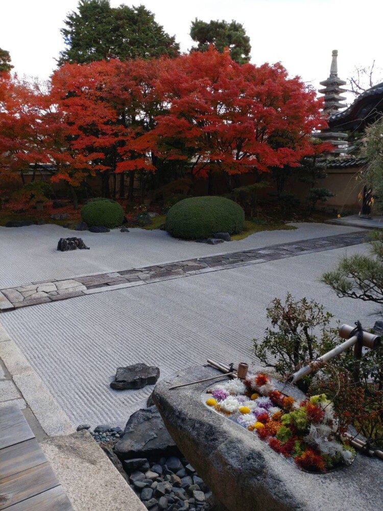 妙顕寺・四海唱導の庭の紅葉　見頃　2021年11月24日　撮影：MKタクシー