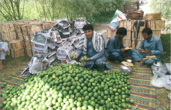 活動が再開されたガンベリ農場で、レモンの出荷作業が行われた。農業担当アジュマルジャンと、昼食をとる作業員たち（2021年9月2日）
