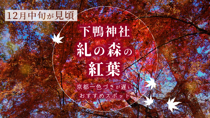 下鴨神社「糺の森」は紅葉が12月に見頃！京都一色づきが遅いおすすめスポット