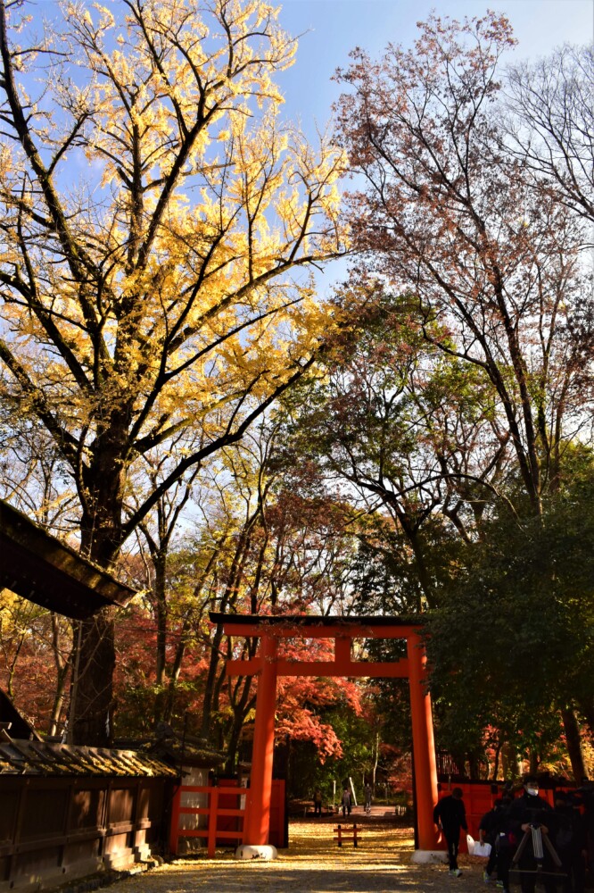河合神社のイチョウ　見頃過ぎ　2021年12月9日　撮影：MKタクシー