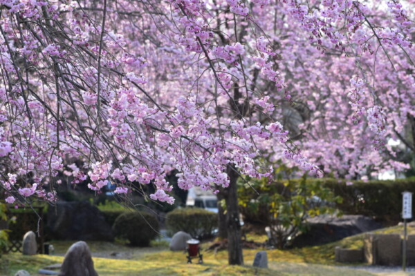 妙満寺の八重紅枝垂桜　見頃　2019年4月7日　撮影：MKタクシー