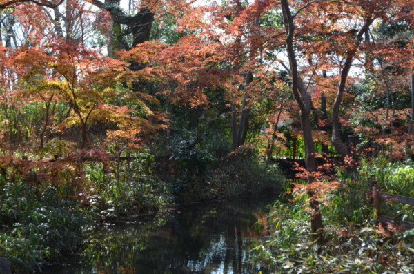 糺の森・瀬見の小川と紅葉 見頃 2021年12月14日 撮影:MKタクシー