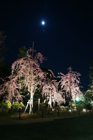 妙満寺の桜ライトアップ　写真提供：妙満寺