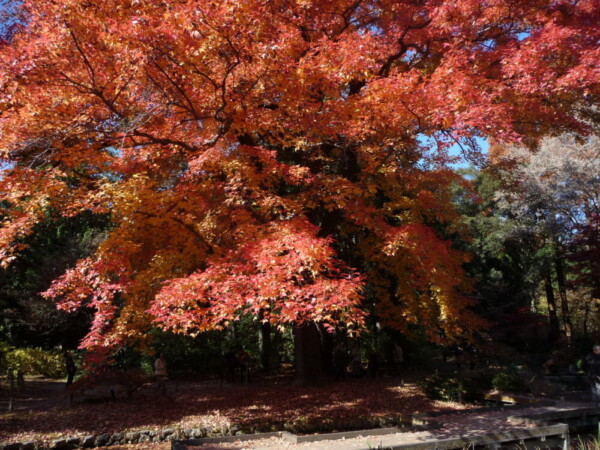 京都府立植物園・フウの紅葉　見頃　12月2日　撮影：MKタクシー
