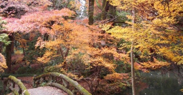 京都府立植物園・ドウダンツツジの紅葉　散り始め　12月4日　撮影：MKタクシー