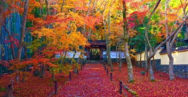 地蔵院竹の寺の紅葉　見頃　12月2日　撮影：MKタクシー