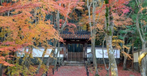 地蔵院竹の寺の紅葉　見頃　12月4日　撮影：MKタクシー