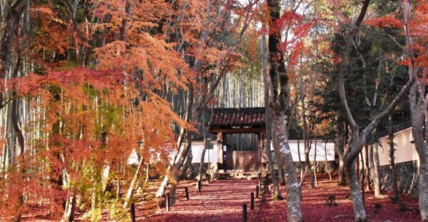地蔵院竹の寺の紅葉　見頃過ぎ　12月8日　撮影：MKタクシー