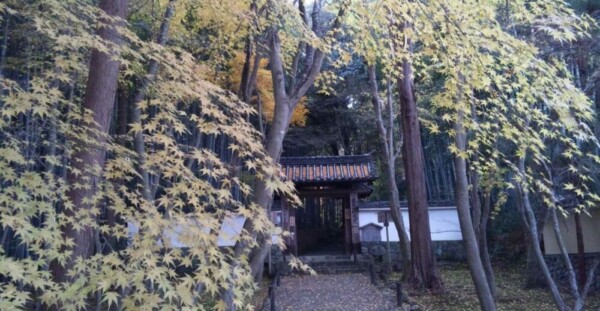 地蔵院竹の寺の紅葉　散り始め　12月10日　撮影：MKタクシー