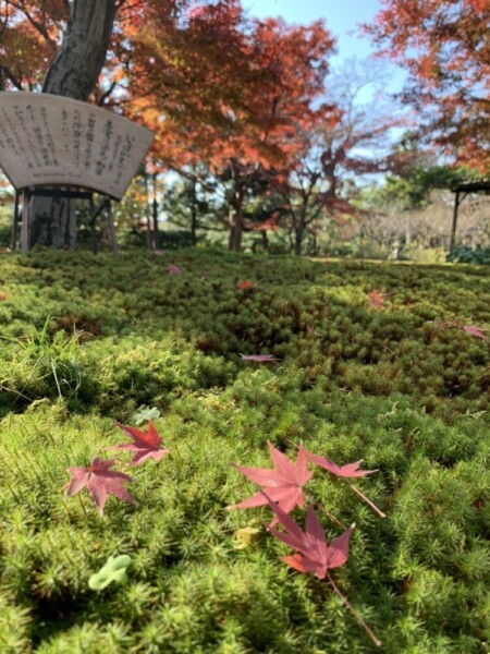 城南宮・平安の庭の紅葉　散りはじめ　見頃　2020年12月5日　撮影：MKタクシー