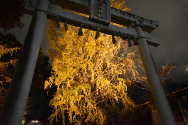 三栖神社・イチョウのライトアップ　見頃　2020年12月14日　撮影：MKタクシー