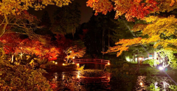 大原野神社・鯉沢池の紅葉ライトアップ　見頃　2019年11月16日　撮影：MKタクシー