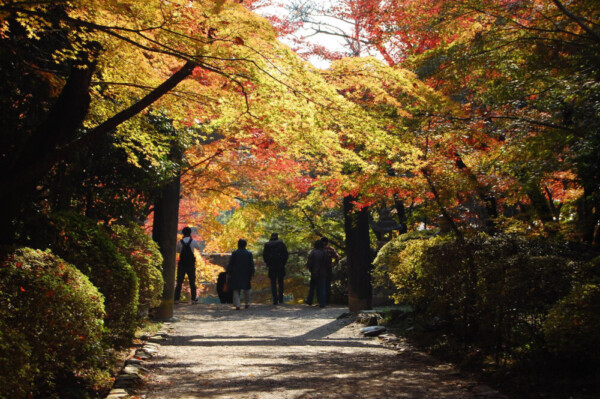 大原野神社の紅葉　見頃　2007年11月28日　撮影：MKタクシー