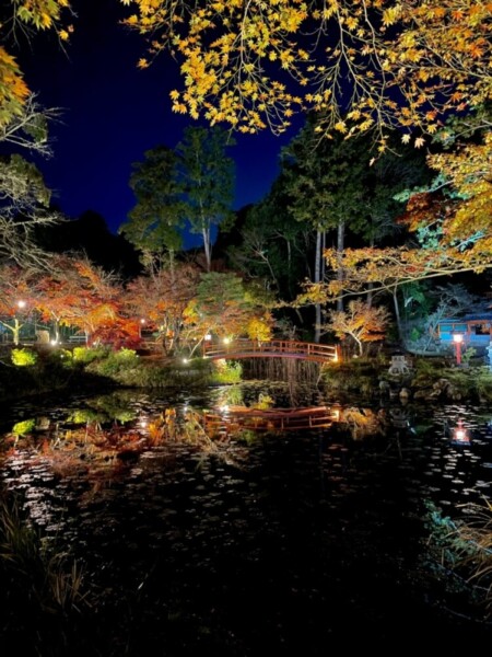 大原野神社・鯉沢池の紅葉ライトアップ　見頃　2020年11月23日　撮影：MKタクシー