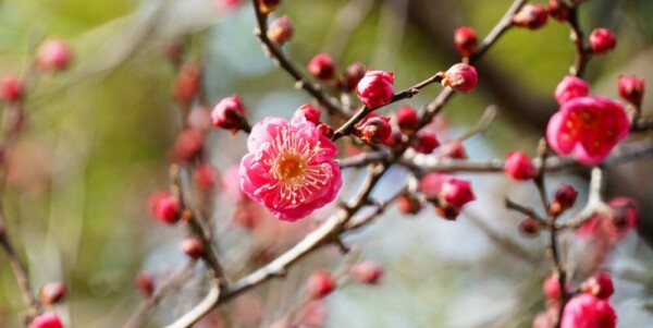 北野天満宮の紅梅　咲きはじめ　2022年1月13日　撮影：MKタクシー