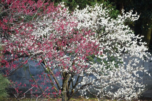 京都御苑・宗像神社北の紅梅と白梅　見頃　2022年2月23日　撮影：MKタクシー