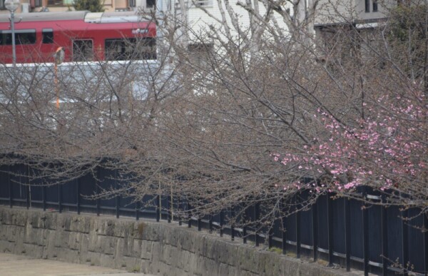 淀水路・天神橋から見る河津桜と京阪特急　ちらほら　2022年2月19日　撮影：MKタクシー
