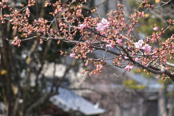 知恩院前の河津桜　咲きはじめ　2022年3月9日　撮影：MKタクシー