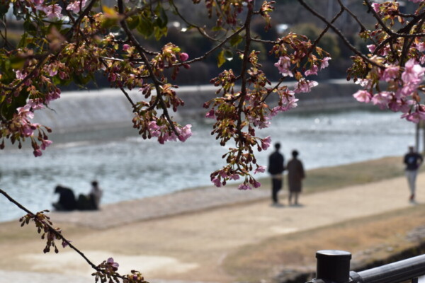 河津桜と鴨川　2022年3月9日　撮影：MKタクシー