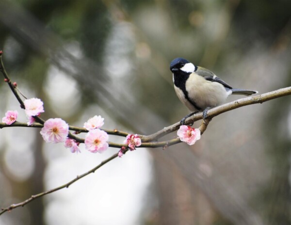 京都府立植物園の梅とシジュウカラ　2019年3月24日　撮影：MKタクシー