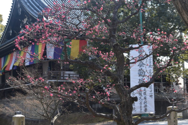梅が咲く智積院境内　2022年2月3日　撮影：MKタクシー