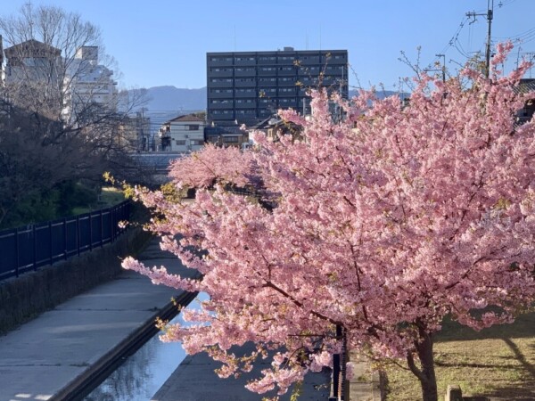 淀水路・孫橋から見た河津桜　見頃　2020年3月6日　撮影：MKタクシー