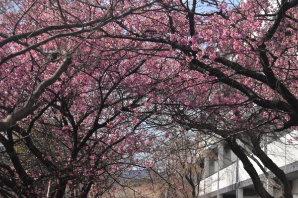 淀水路の早咲きの正月桜　見頃　2022年2月27日　撮影：MKタクシー