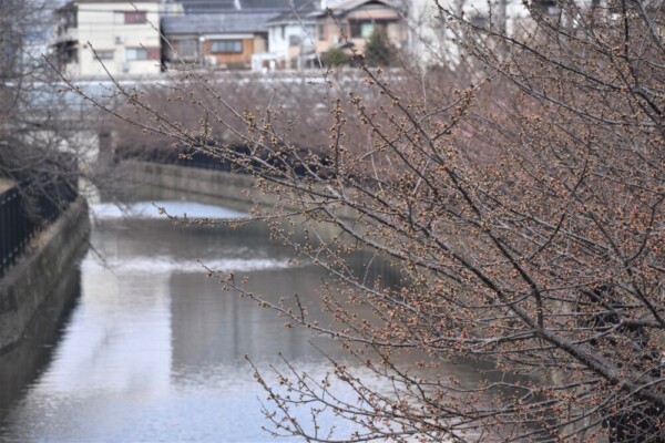 淀水路・天神橋から見る河津桜　ちらほら　2022年2月27日　撮影：MKタクシー