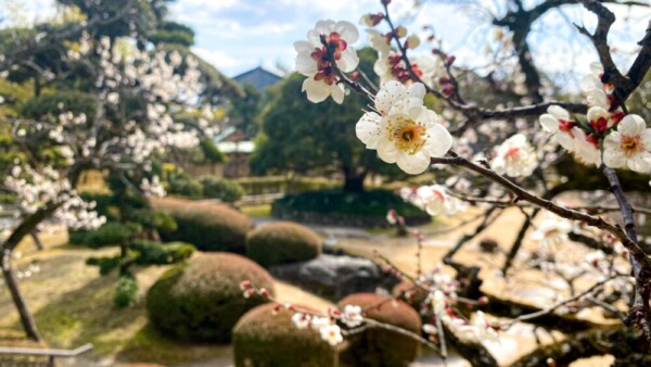 松花堂庭園の白梅　三分咲き　2022年2月23日　撮影：MKタクシー