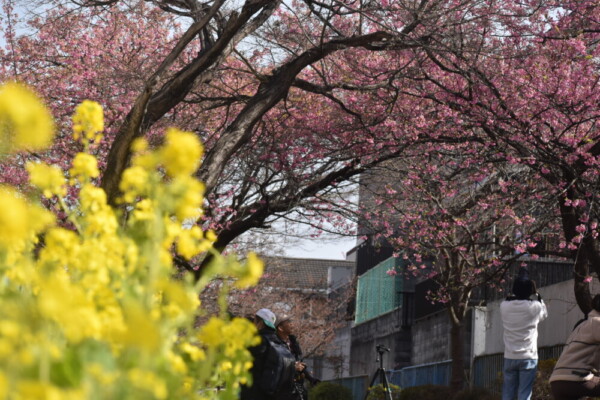 淀水路の菜の花と正月桜　2022年3月5日　撮影：MKタクシー