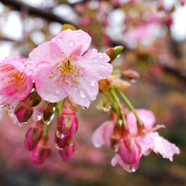 淀水路の雨にぬれた河津桜　咲きはじめ　2020年2月16日　撮影：MKタクシー