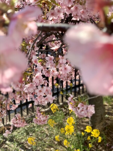淀水路・天神橋から見る河津桜と京阪特急　ちらほら　2021年2月19日　撮影：MKタクシー