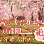 絶景！城南宮の「しだれ梅」は早春の京都随一の超おすすめスポット
