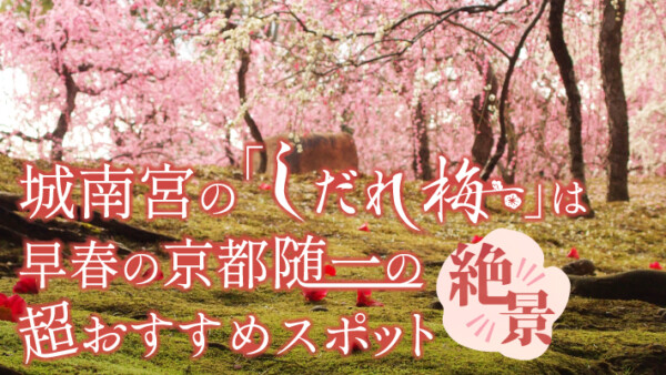 絶景！城南宮の「しだれ梅」は早春の京都随一の超おすすめスポット。ライトアップも初開催