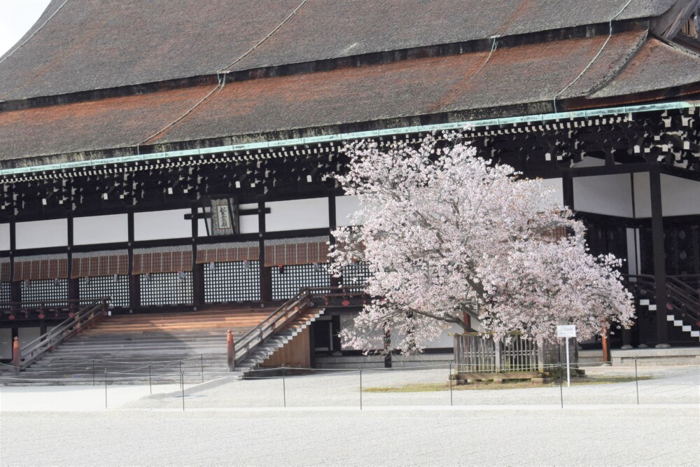 京都御所・紫宸殿前の左近の桜　見頃　2020年3月29日　撮影：MKタクシー